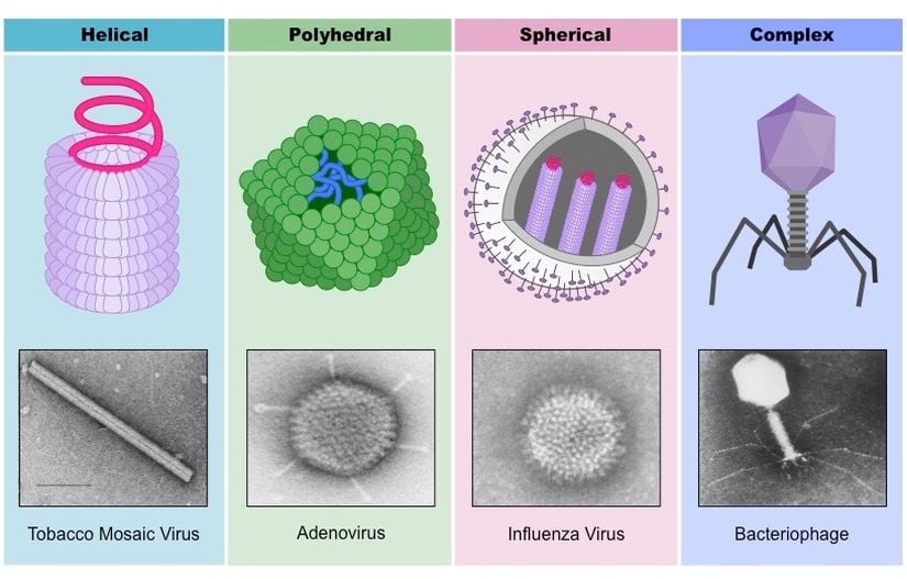virüsler ve şekilleri