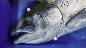 Scottish Salmon Leads UK Food Exports Amid Global Challenges