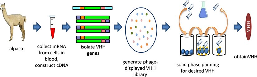 Devegiller familyasından olan alpakadan nanokor eldesi.