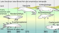 Tiktaalik roseae İlk Ayaklı Atamız Değil miydi?