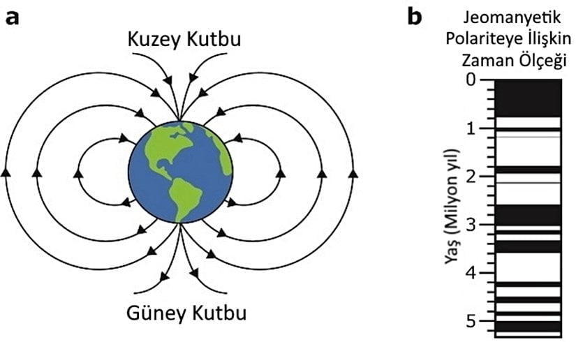 Görsel 6. Dünya’nın manyetik alanı ölçülerek bir kaya örneğinin polaritesi belirlenebilir. (a) Dünya, merkezindeki manyetizmanın ürettiği bir manyetik alanla çevrilidir. Kayaçlardaki küçük manyetik tanecikler, Kuzey Kutbu’na doğru yönelen manyetik alanın doğrultusuna paralel yönde dizilir. (b) Jeomanyetik polariteye ilişkin zaman ölçeği Dünya’daki manyetik alanın polaritesinin zaman içinde nasıl değiştiğini göstermektedir. Siyah şeritler normal polarite zamanlarını, beyaz şeritler ise ters polarite zamanlarını belirtmektedir. © 2013 Nature Education