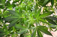 Senator Says It's 'Extremely Concerning' Trump Has Delayed Marijuana Rescheduling After Pledging Action Two Months Ago - Marijuana Moment