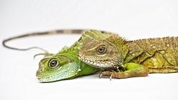 Partenogenez Yoluyla "Bakire Doğum": Bazı Türlerin Dişileri, Erkekler Olmadan Üreyebiliyor!