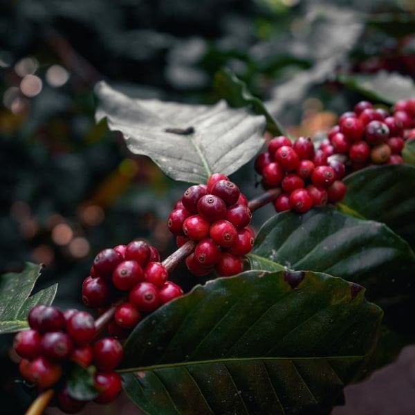 Afrika Kahveleri Tanışma Seti ( 100 gr x 5 Adet)