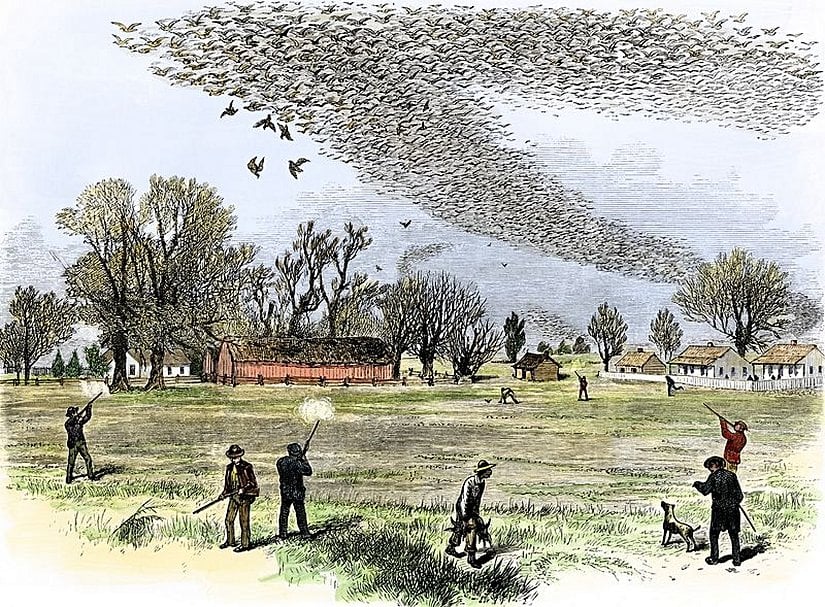 Louisiana'da avlanan bir yolcu güvercini sürüsü.