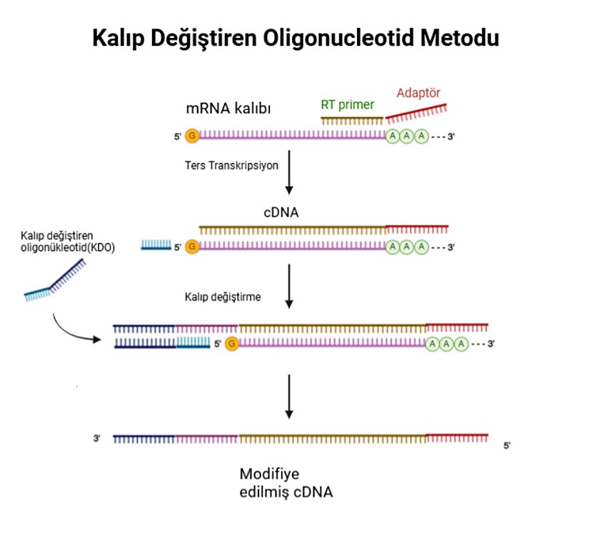 Figür 1. Kalıp Değiştiren Oligonükleotid Metodu  Ters transkriptaz, RNA kalıbının 5' ucuna ulaştığında cDNA'nın 3' ucuna birkaç kalıba bağlı olmayan nükleotit ekler. Şablona bağlı olmayan bu nükleotitler, tercih edilen bir bilinen diziyi içeren bir kalıp değiştirme oligonükleotidine (KDO) bağlanır. KDO, ters transkriptazı RNA şablonundan KDO’ya geçmeye yönlendirir ve böylece cDNA'nın 3' ucunda TSO'ya tamamlayıcı bir evrensel diziyi içeren bir cDNA oluşturur.   "Biosyn.com'dan örnek alınan görsel Biorender programından uyarlanmıştır."
