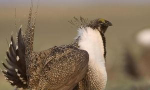 Biden Administration Unveils Tougher Protections For Endangered Sage Grouse