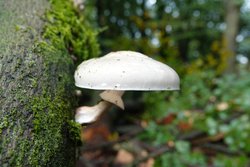 Mantarlar ve bitkiler radyasyondan etkilenir mi?