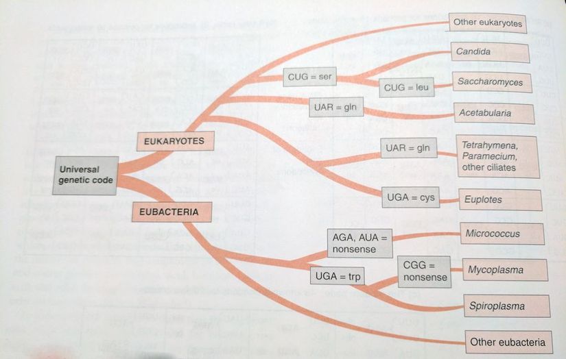 Evrensel Genetik Dilin Evrimindeki Olası Ara Basamaklar