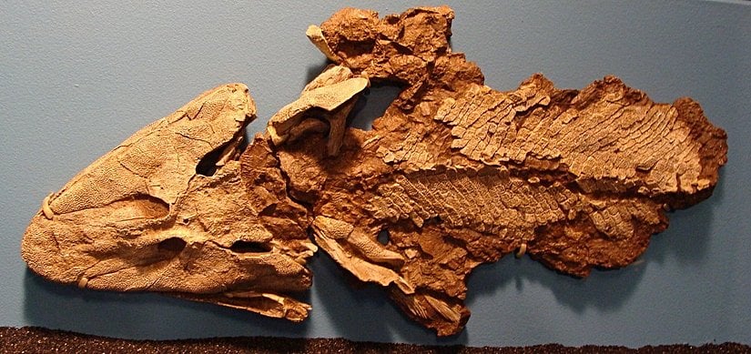 Tiktaalik
