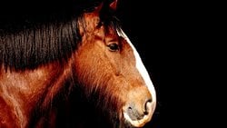 Telegoni Nedir? Dişilerin Yavrularının Babası Olmayan Erkekler, O Yavrulara Genetik Bir Miras Bırakıyor Olabilir mi?