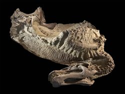 Wyoming’de Bulunan ‘Mumyalanmış Dinozorlar’, Ördek Gagalı Türlerin Toynaklı Olduğunu Ortaya Koydu.