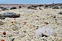 Thousands of chips wash up on popular beach - News | InDaily, Inside Queensland