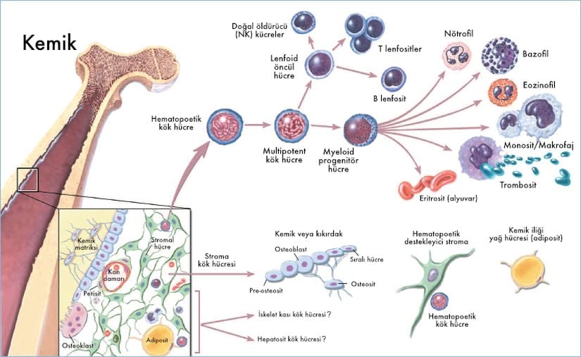 Kemik iliğinde hematopoez (kan hücrelerinin üretimi).