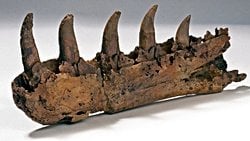 Megalosaurus, İlk Dinozor Keşfi.