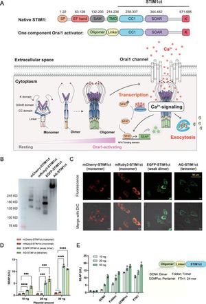 Innovative StimExo Technology Enables Rapid Protein Secretion In Diabetes Treatment