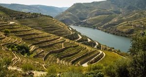 Zamora Wine Routes Shine At Oporto Wine Week