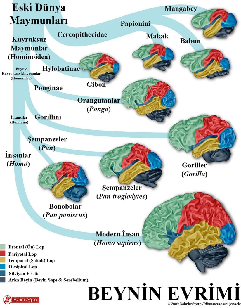 Yine insan beyninin evrimini, hem de farklı beyin bölgelerini de aynı grafik üzerinde gösterebilen harika bir görsel...