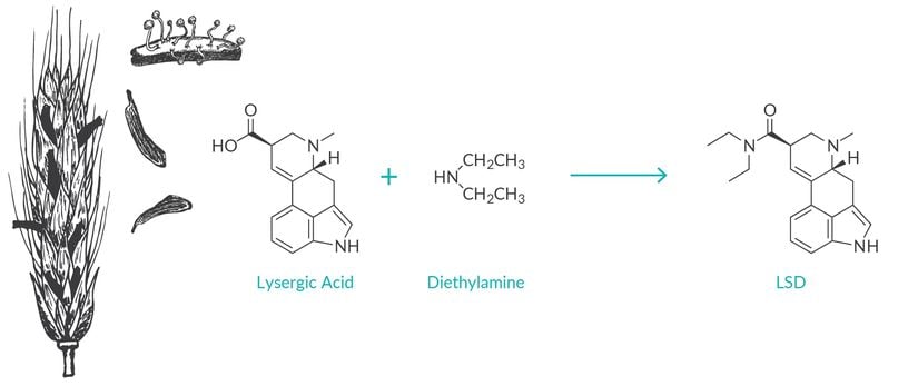 LSD'nin kimyasal yapısı. Görselde ergottan elde edilen liserjik asitin dietilaminle birlikte LSD'ye dönüşmesi yer alıyor.