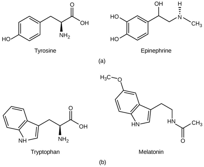 (a) Savaş ya da kaç tepkisini tetikleyen epinefrin hormonu, tirozinden türetilir. (b) Sirkadiyen ritimleri düzenleyen melatonin hormonu, triptofandan türetilir.