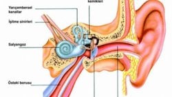 Kulağın Kısımları Nelerdir? İştime Olayı Nasıl Gerçekleşir? Kulak Hastalıkları Nelerdir ve Tedavileri Nelerdir?
