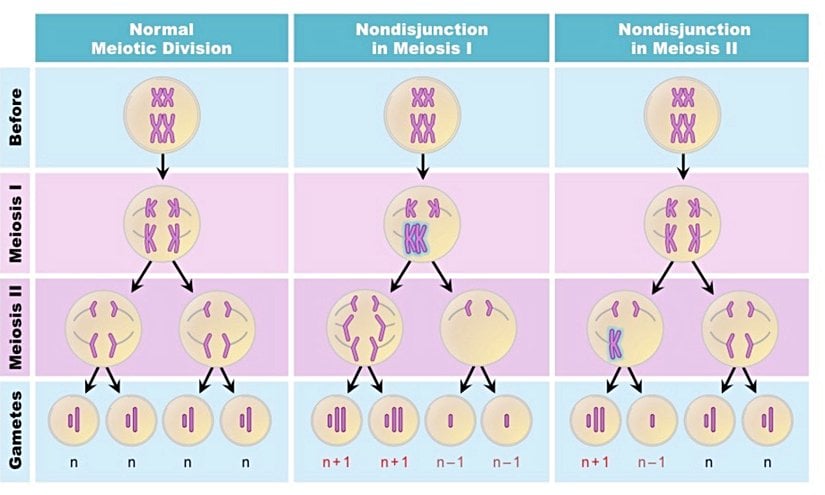 Mayotik ayrılmama, mayoz bölünme sırasında bir çift homolog kromozomun anafazda ayrılmaması ve böylece çiftin her iki kromozomunun da aynı yavru hücreye geçmesi anlamına gelir. Kromozomların doğru bir şekilde ayrılmaması, bir fazla veya bir eksik kromozomlu gametlerle sonuçlanır.