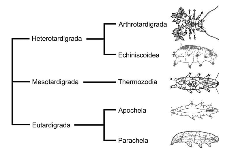 Tardigradların büyük taksonları.