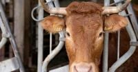 EU lawmakers vote to ban labels like steak or meat on vegetarian products