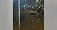 Mountain lion spotted in San Francisco's Pacific Heights neighborhood
