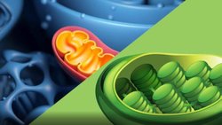 Evrimden Ekolojiye Hücresel Solunum ve Fotosentez: Meraklısına Bir Özet