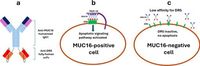 A bispecific anti-MUC16/anti-death receptor 5 antibody achieves effective and tumor-selective death receptor 5-mediated tumor regression - Scientific Reports