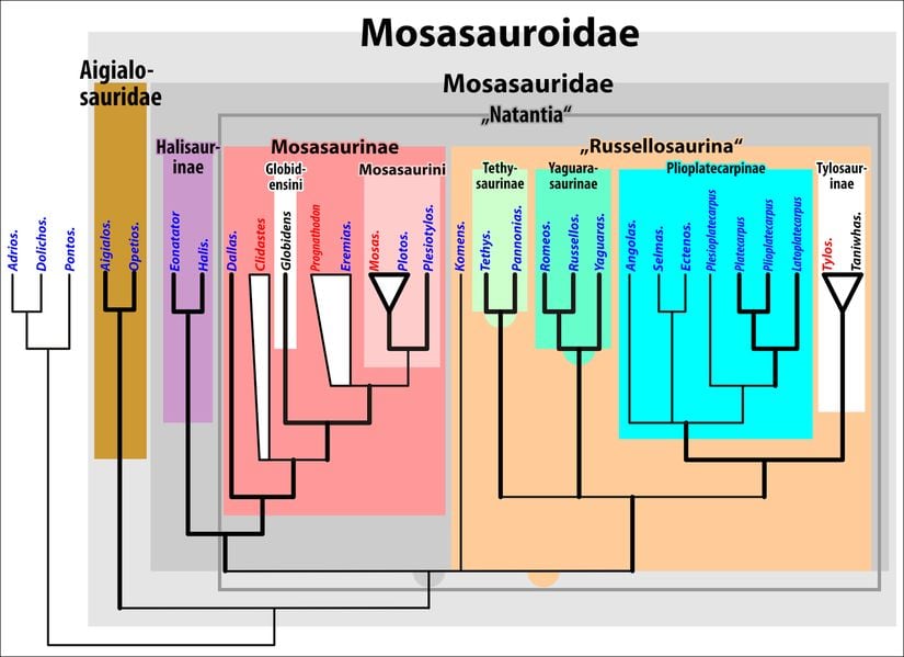 Mosazorların filogenetik ağacı.