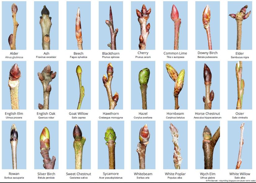 Tree Buds