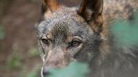 El Congreso rebaja la protección del lobo y aprueba su caza al norte del Duero