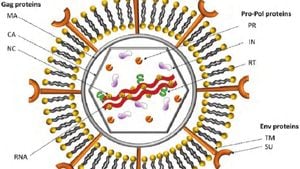 Retrovirüs Nedir? Retrovirüsler, Bilim İçin Neden Önemlidir?