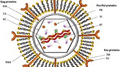 Retrovirüs Nedir? Retrovirüsler, Bilim İçin Neden Önemlidir?