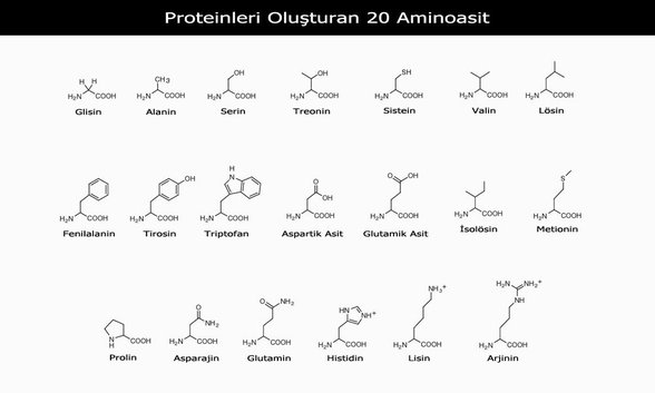 Proteinleri oluşturan 20 aminoasit