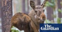 Millions tune in for three-week live stream of Sweden’s moose migration
