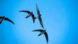 Ak karınlı ebabil (Tachymarptis melba)