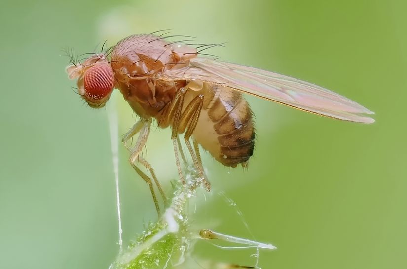 Drosophila simulans (Foto: Jerzy Tomiak)