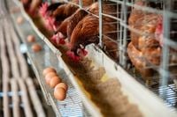 Tödliche H7N9-Vogelgrippe: USA meldet ersten Fall seit 2017