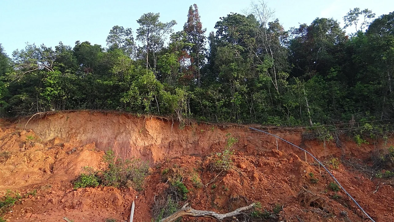 Ağaçlar Toprak Kaymasını Önleyebilir mi?