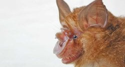 Çin'deki Yarasalar Yeni Bir Sars Virüsü Oluşturabilirler!