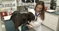 GET TICKED OFF: How to keep your pets tick-free this spring