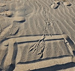 Bu hangi kuşun ayak izi?