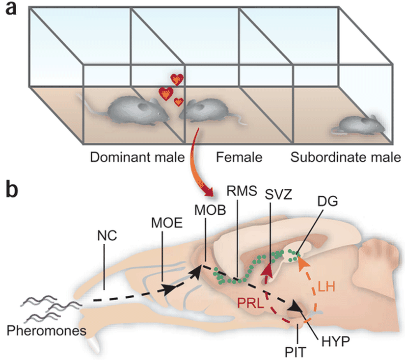 Feromonların etkisini araştıran bir makaleden bir görsel...