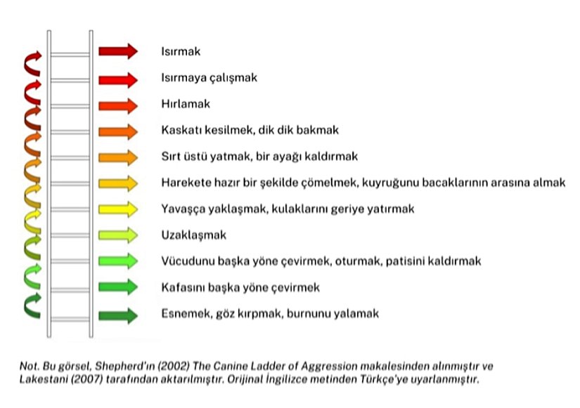 Şekil 2: Köpeklerin Agresiflik Basamakları