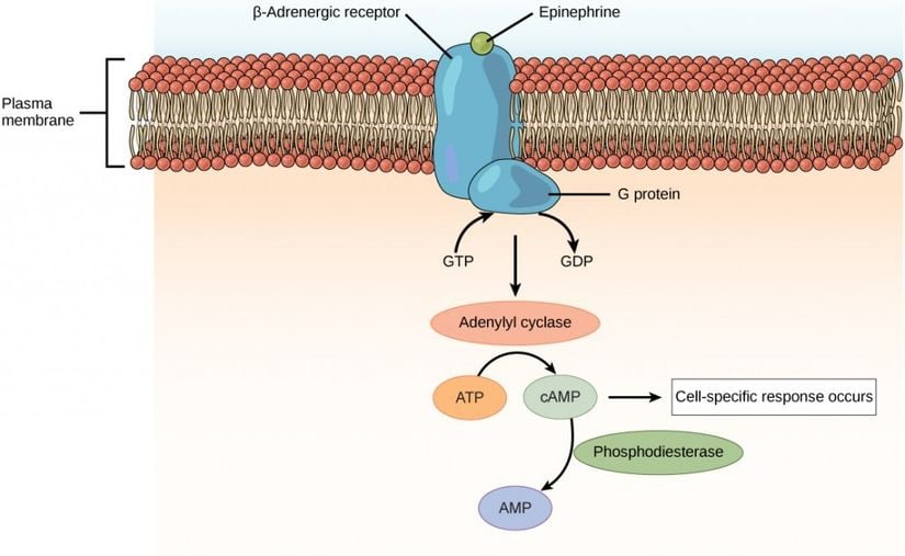 Amino asit türevli hormonlar olan epinefrin ve norepinefrin, hücrelerin plazma membranındaki beta-adrenerjik reseptörlere bağlanır. Reseptöre hormon bağlanması, bir G proteinini aktive eder, bu da adenilil siklazı aktive ederek ATP'yi cAMP'ye dönüştürür. cAMP, hücreye özgü bir yanıta aracılık eden ikinci bir habercidir. Fosfodiesteraz adı verilen bir enzim cAMP'yi parçalayarak sinyali sonlandırıyor.