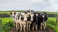 1st suspected case of bluetongue virus sparks 'concern' for Irish farmers