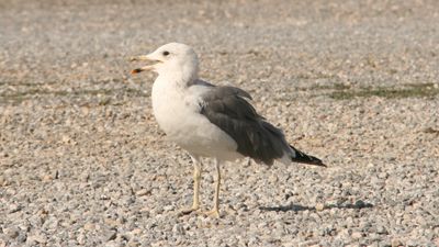 Van Gölü martısı (Larus armenicus)